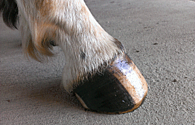 Contact the Hoof Guy!