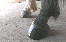 Reconditioned hoof by the Hoof Guy!
